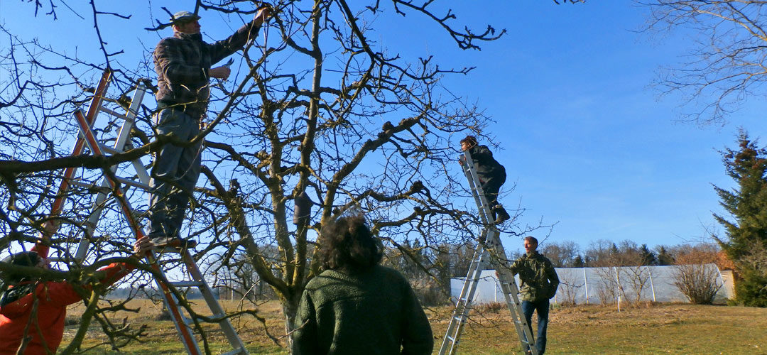 cours de taille des arbres fruitiers avec la société de pomologie du canton de vaud