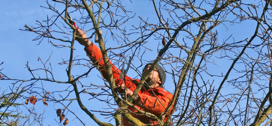 cours de taille des arbres fruitiers avec la société de pomologie du canton de vaud