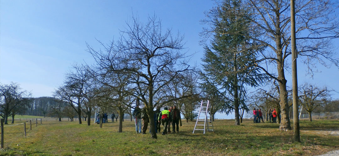 cours de taille des arbres fruitiers avec la société de pomologie du canton de vaud